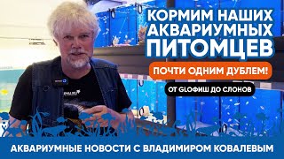 Аквариумные новости с Владимиром Ковалевым (01.08.2023). Кормим наших рыбок. Почти ВЛОГ :)
