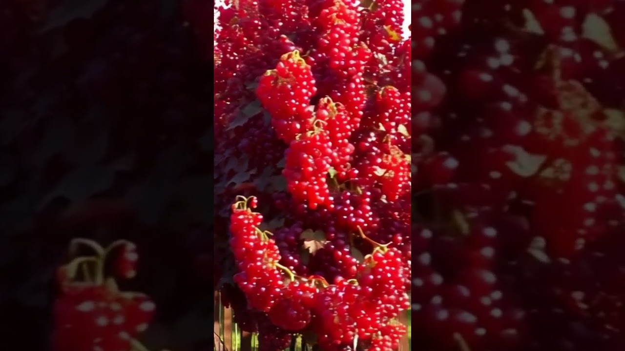 Growing Seedless Grapes #fruit #vineyard #wine #garden #farming #nature #gardening #grape #grow
