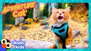 ThrillSeeking Kitten Skis And Climbs Mountains! | Dodo Kids | Adventure Animals