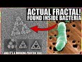 Wow first ever fractal molecule discovered inside bacteriaand it works