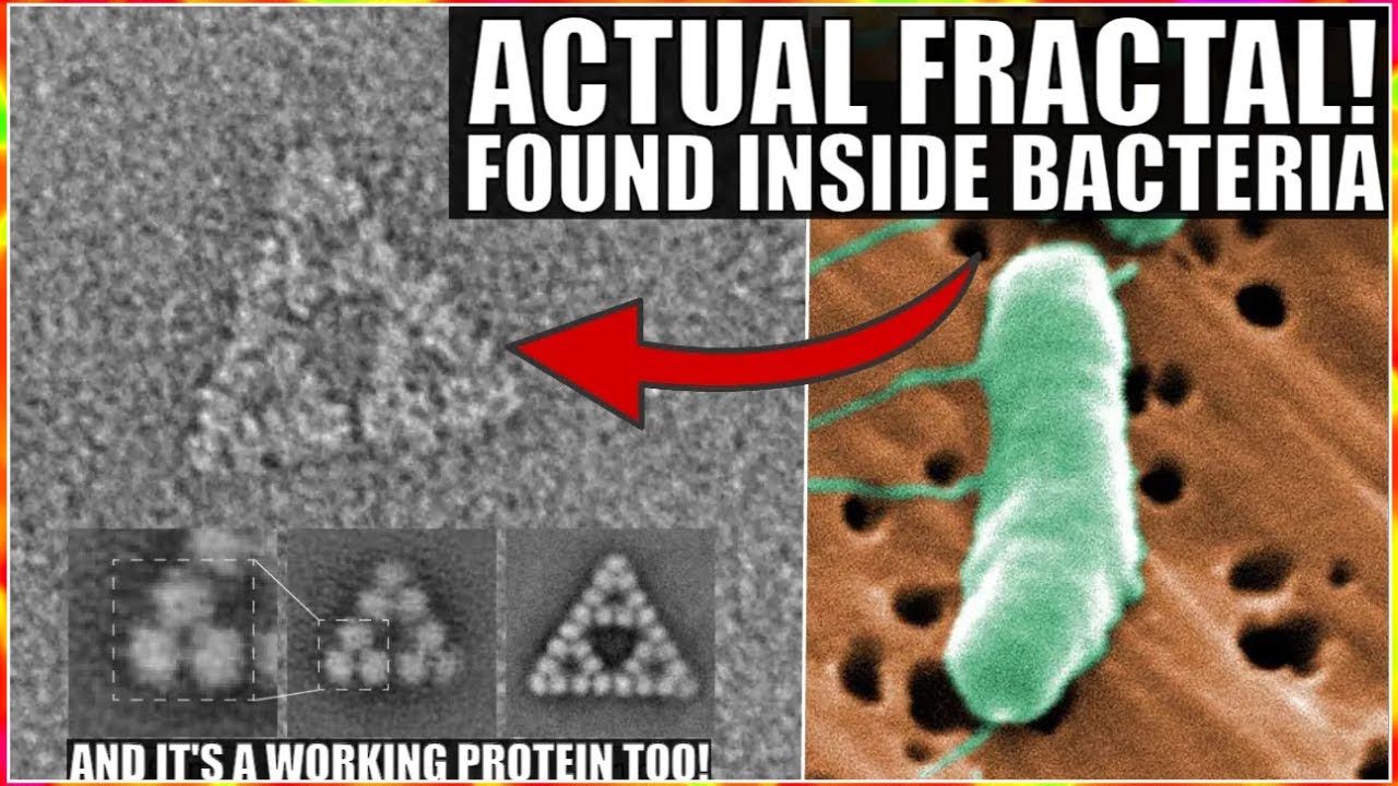 Wow! First Ever Fractal Molecule Discovered Inside Bacteria…And It Works!