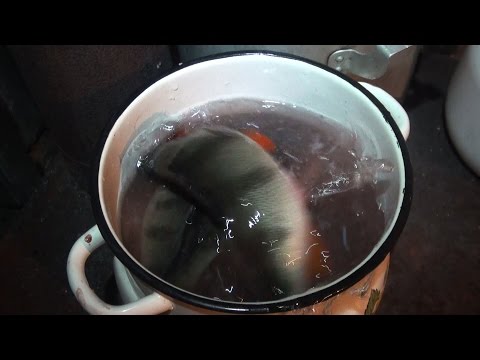 Video: Ukha Od Svježe Riječne Ribe