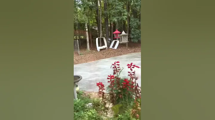 Squirrel Jump!