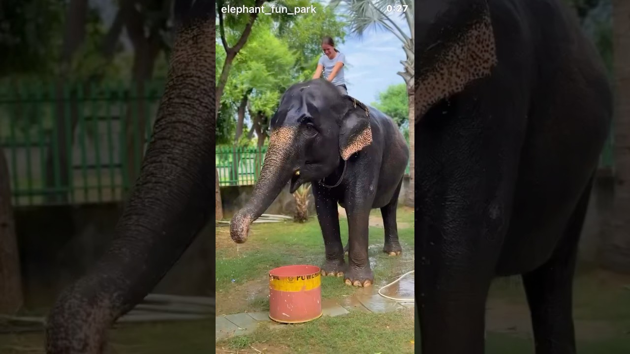 elephant fun park 😱😱join us incredible experience with elephant . contact +91 8440034886 #shorts