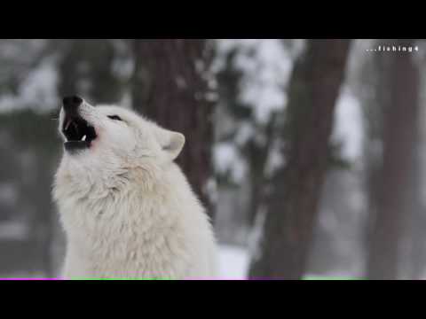 Howling Wolves - Heulende Wölfe