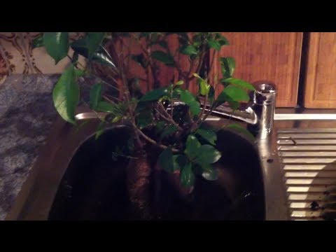 Video: Wie Man Ficus Wässert