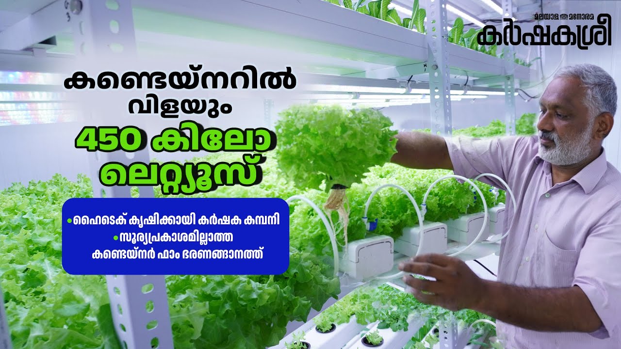 കണ്ടെയ്നറിൽ വിളയും 450 കിലോ ലെറ്റ്യൂസ്, വരുമാനം 4.5 ലക്ഷം; സൂര്യപ്രകാശമില്ലാത്ത കണ്ടെയ്നർ ഫാം