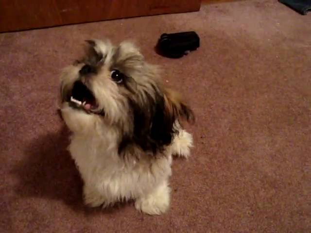 Palusa, the Bilingual Pup: A Shih Tzu-Poodle Dogumentary : Lacy