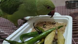 Kya Khata Rehta Hai Parrot Ll Talking Parrot Ll