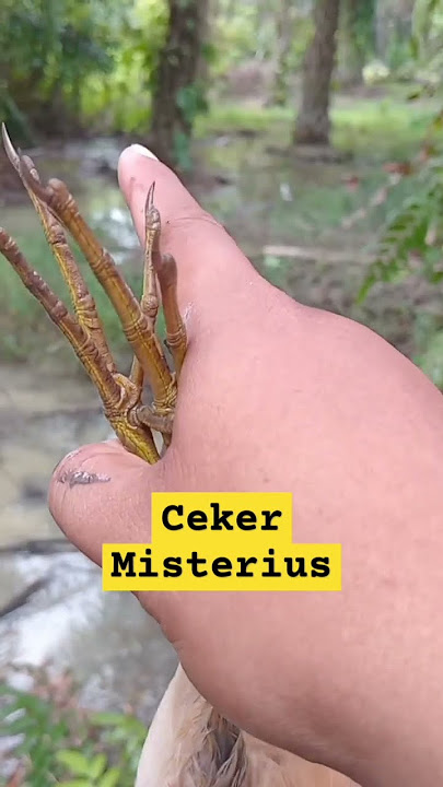 Semak Belukar Tempat Ceker Ini Berada