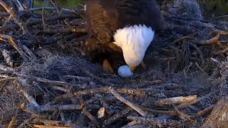 Bald Eagles Samson And Gabby And Two New Eggs In The Hamlet