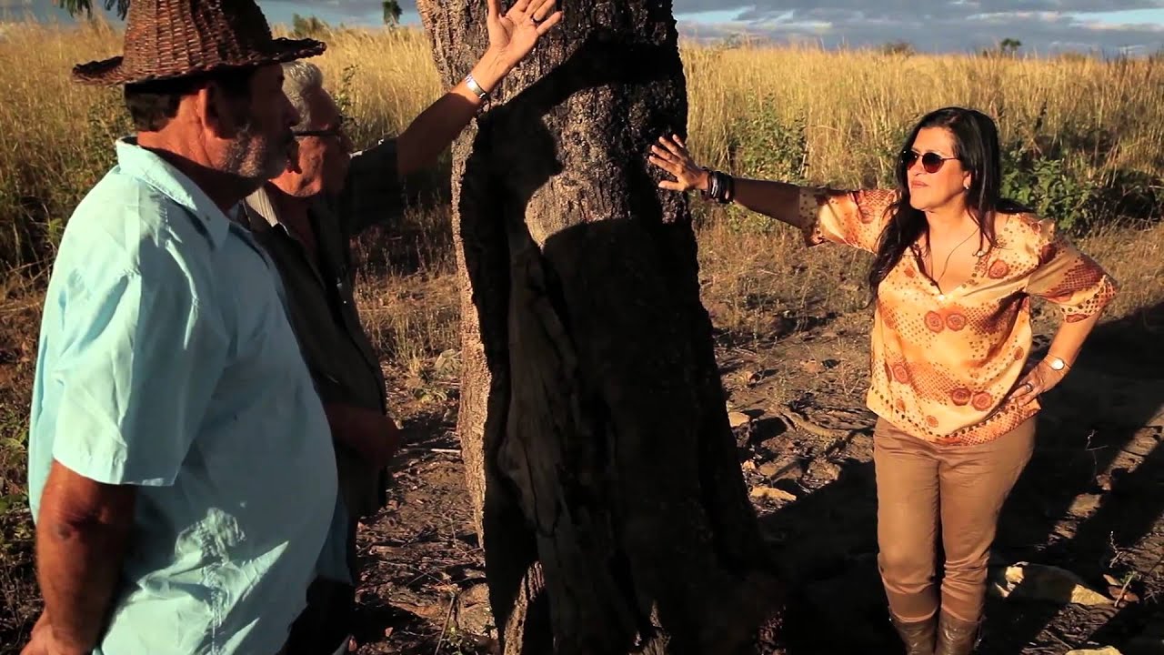 Um Pé de Quê? - Angico