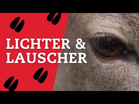 Jägersprache kurz&knapp: Wilde Begriffe – #aufzack