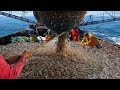 Amazing commercial shrimp fishing on the sea - Lots of shrimp are caught on the boat #04