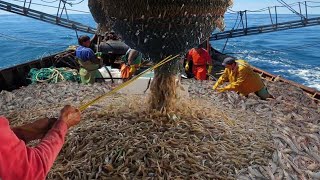 Amazing commercial shrimp fishing on the sea  Lots of shrimp are caught on the boat #04