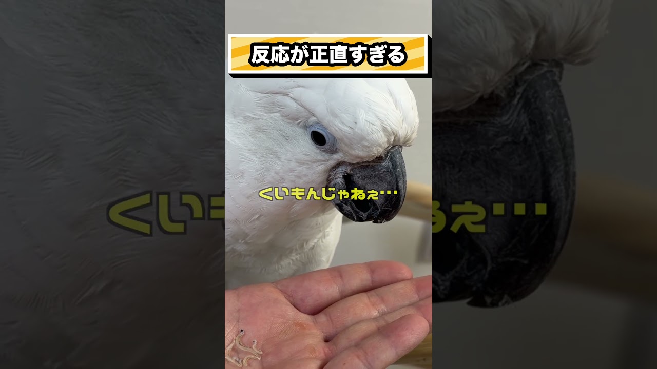 しらすを見せたら最後に悪寒が走ったゆきまる氏 #shorts