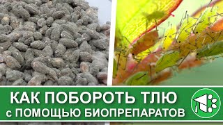 видео: Биологические средства от тли. Чем обработать растения, чтобы избавиться от вредителей картинка: Биологические средства от тли. Чем обработать растения, чтобы избавиться от вредителей