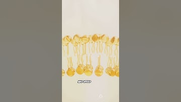 #sciencefather  | From Chaos to Optimal  Membranes |  #statistics #DesignOfExperiments