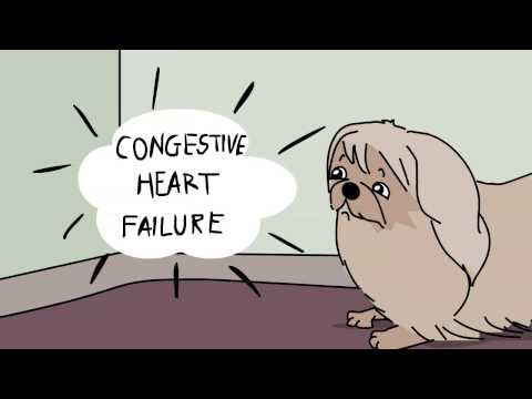 Video: Pekingese: Care