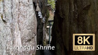 Tarobogu Shrine (Aga-jinja Shrine) - Shiga - 西明寺 - 8K Ultra HD