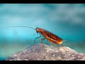 What Does A Cockroach Sound Like