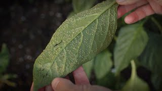 The REAL Way To Get Rid Of Aphids On Bell Peppers