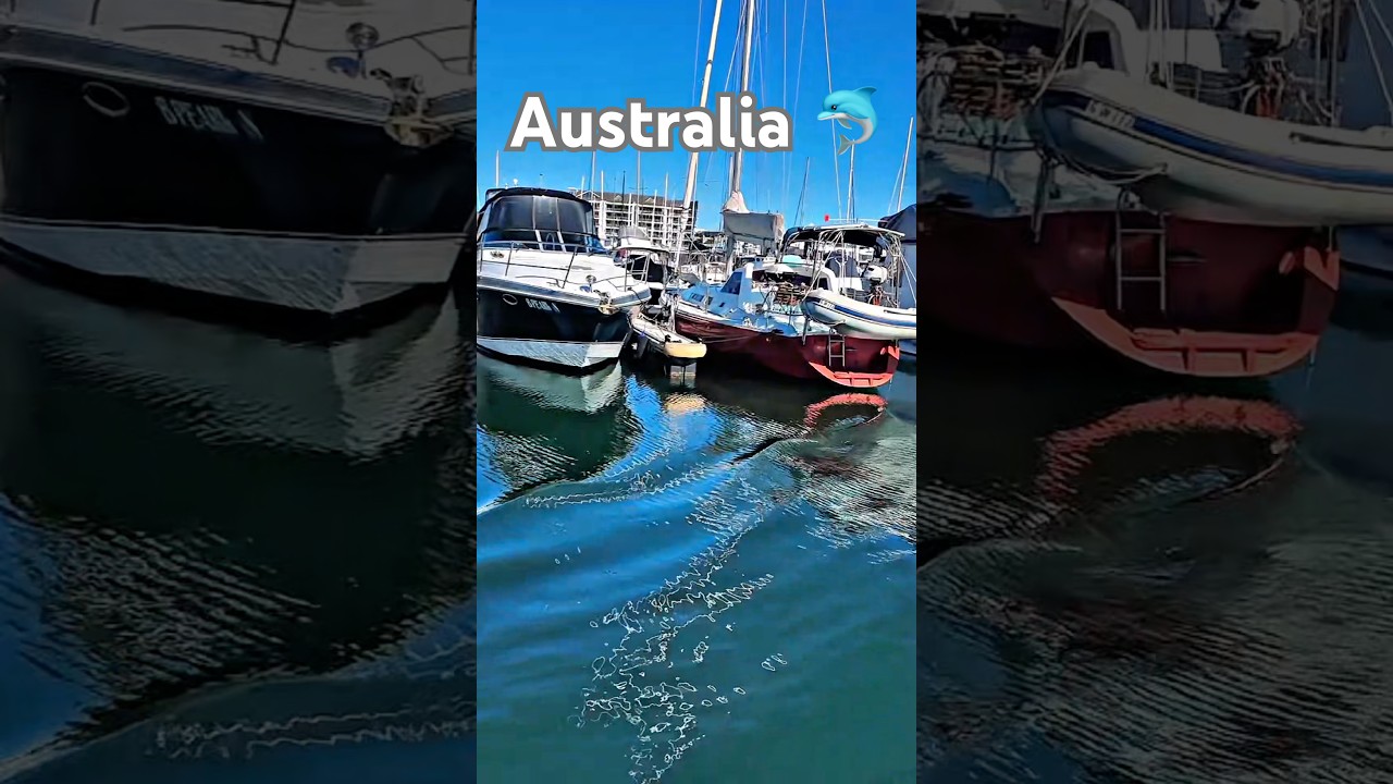 Wild Dolphins Up Close in Mandurah 🐬 #shorts