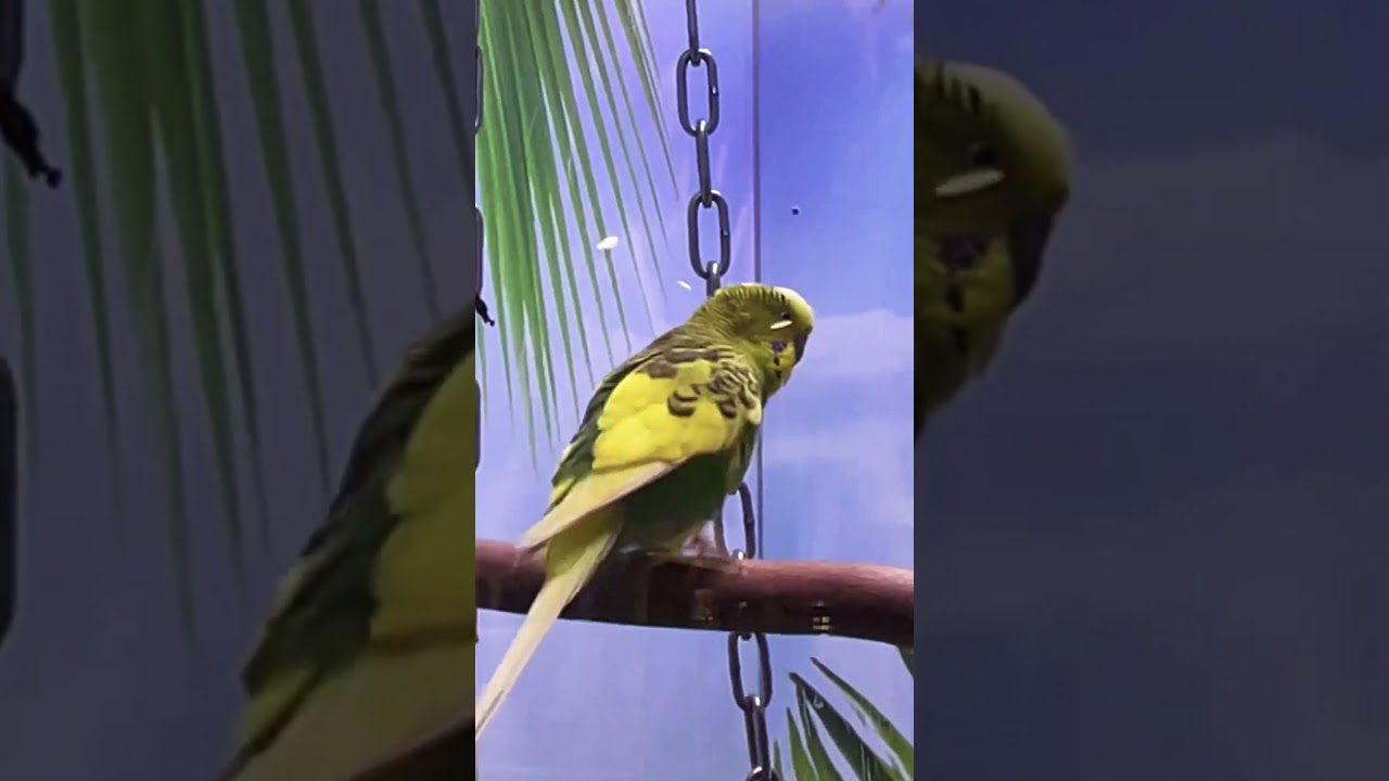 #волнистыйпопугайчик