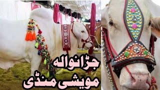 Jrw Bakra Mandi | Sunnat e Ibrahimi | #Sunnat-e-Ibrahimi