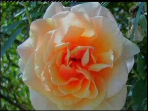 Holograf - N-am iubit pe nimeni