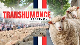 I Saw Thousands of Sheep Take Over a French Village! 🐑✨🇫🇷 (Transhumance Festival in Saint-Rémy)