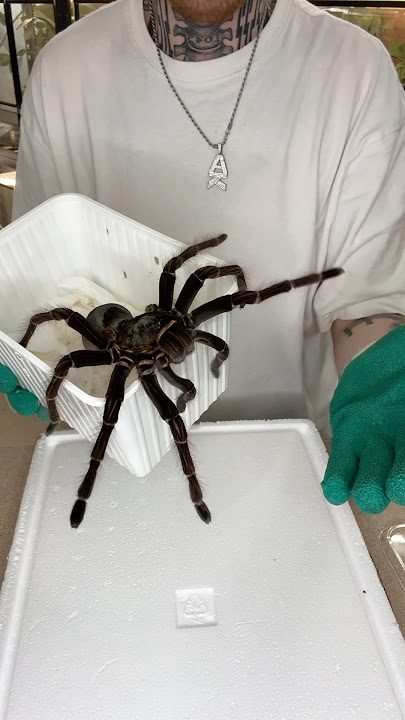 Unboxing the biggest Tarantula in the world