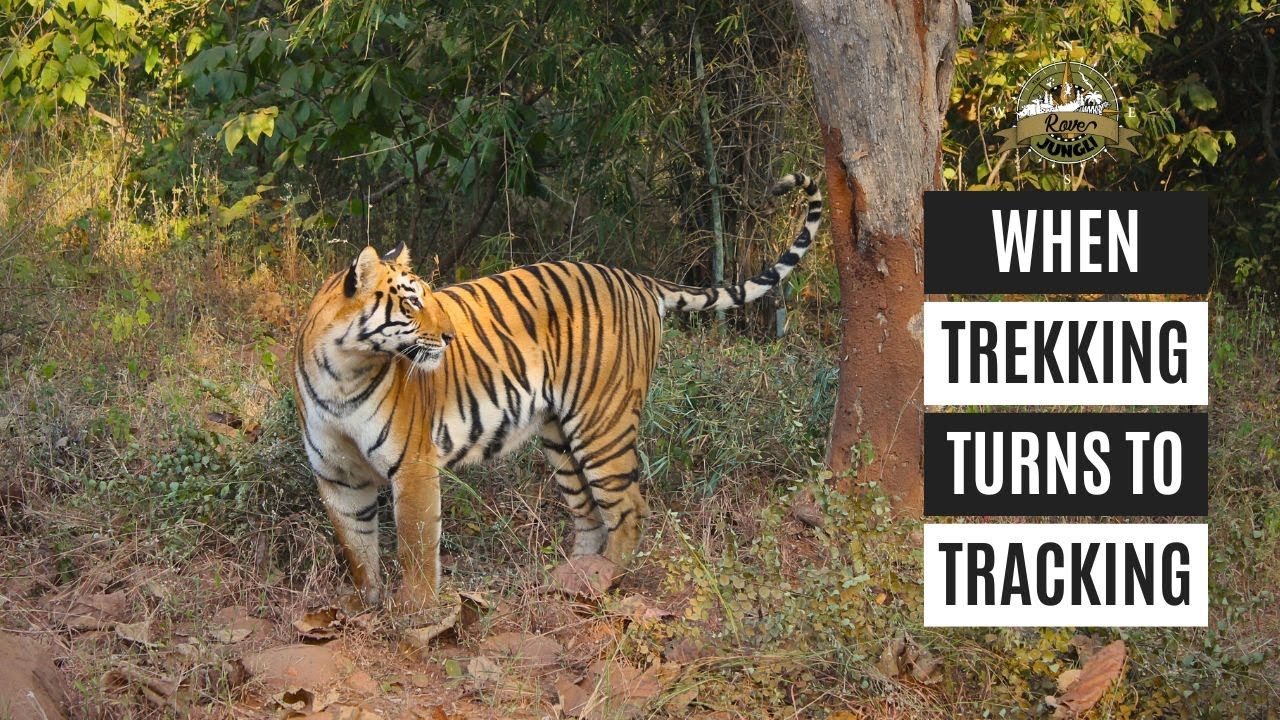 When Trekking Turns To Tracking | Koyna Tiger Trek | #throwback | Celebrating Chanda Tigress