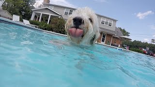 Swimming Goldendoodle
