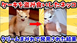 【2ch動物スレ】ケーキを盗み食いした猫さん → クリームまみれで発見された結果www