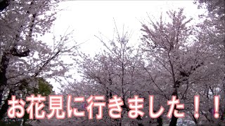 飛鳥山公園にお花見に行きました！雰囲気などを紹介