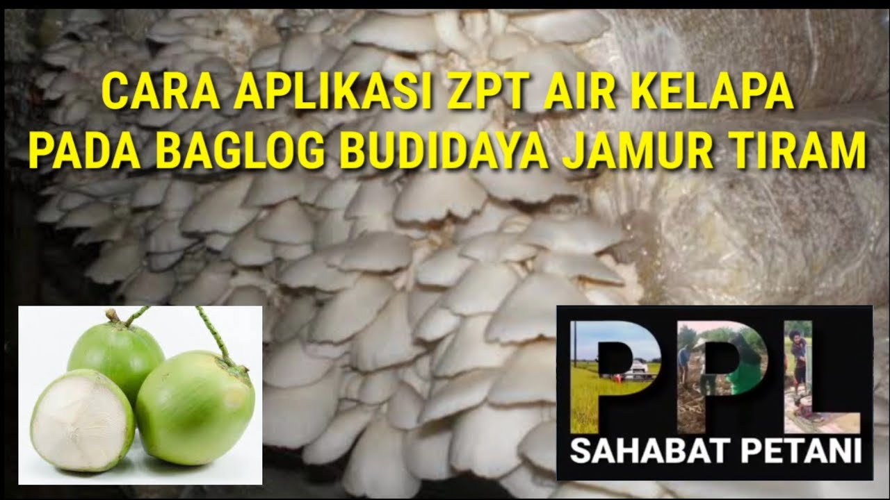 Cara Aplikasi Zpt Air Kelapa Pada Baglog Budidaya Jamur Tiram Youtube