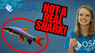 The TRUTH About RAINBOW SHARKS