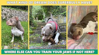 What kind of dream does SuperBully have: Where else can you train your jaws if not here?