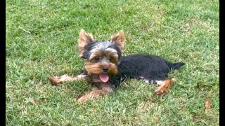 Yorkie Male Teacup 6 months old Ready Now 4-sale Marietta GA Tcupsandtoypups com 770-527-7295