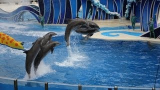 Spectacular dolphin show with perfect picture part 1 . Show de golfinhos com imagem perfeita .