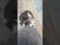 My Cute Cat is Sleep Now #viralvideo #daliymemes #minivlog #vlog #shortvideo #farhankhanvlogs #edit