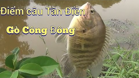 Điểm câu TÂN ĐIỀN , GÒ CÔNG ĐÔNG ,móc mồi mỏi tay| GÒ CÔNG TV