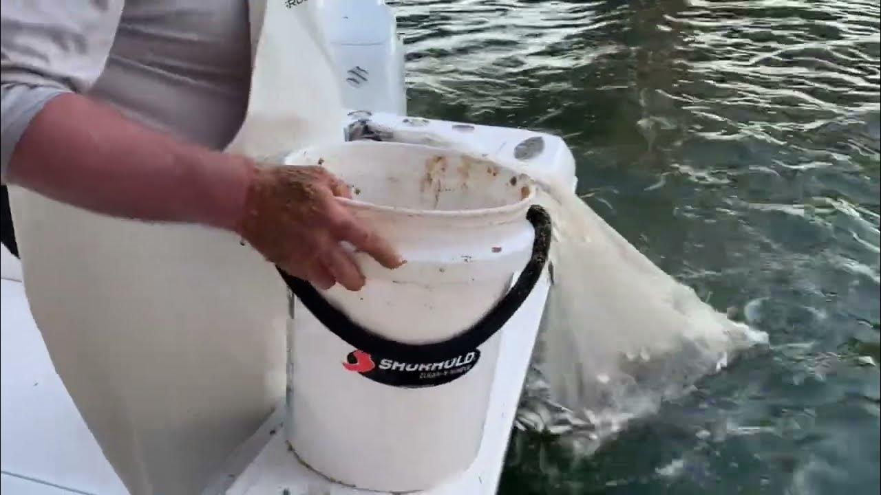 Massive Bait Catch with Surprise Cobia & Snook in Tampa Bay 