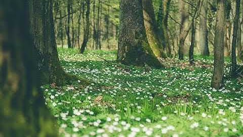 تلاوة عذبة تلامس الفؤاد وتشرح الصدر