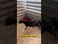 Baby black goat #goat #cute #animals #funny