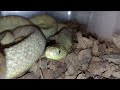 African eggeating snake regurgitate eggshell