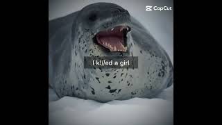 Leopard seal #Leopardseal #scary #sad #edit