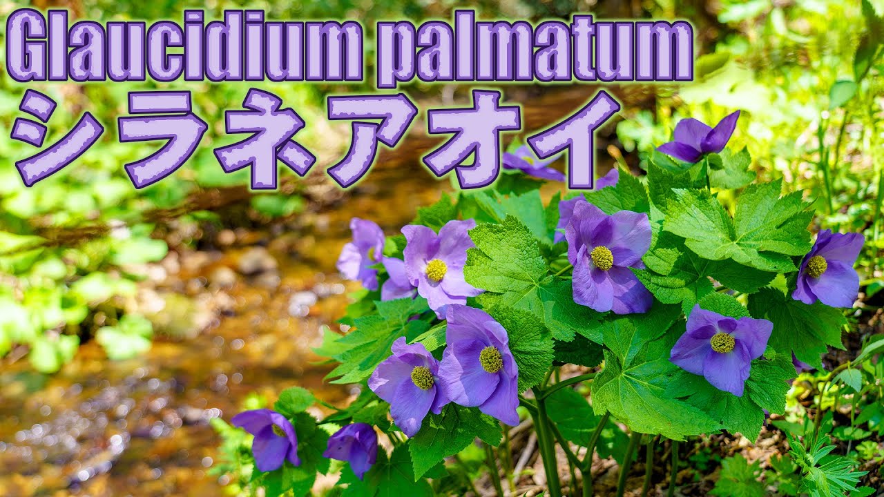滝野の森にシラネアオイを見に行ってきました。I saw Glaucidium palmatum at Takino no Mori.