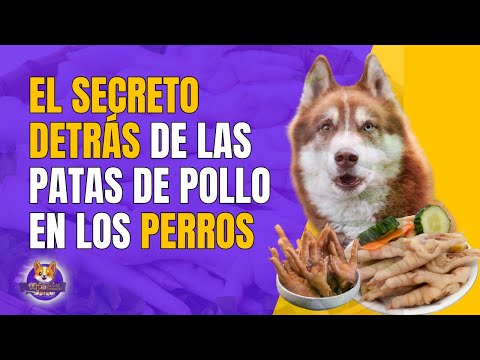 Video: Instrucciones sobre las patas del perro de preparación